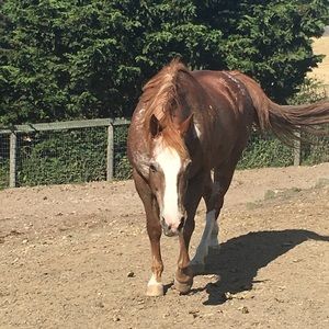 Meet your Posher, Diane